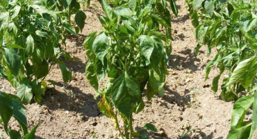 Paprika neroste, co dělat